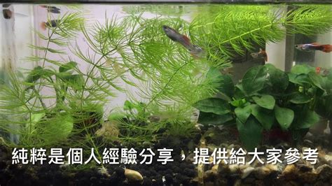 養魚先養水|[養魚筆記] 養魚先養水. 魚缸不是放魚而已，等於是建構小世界。